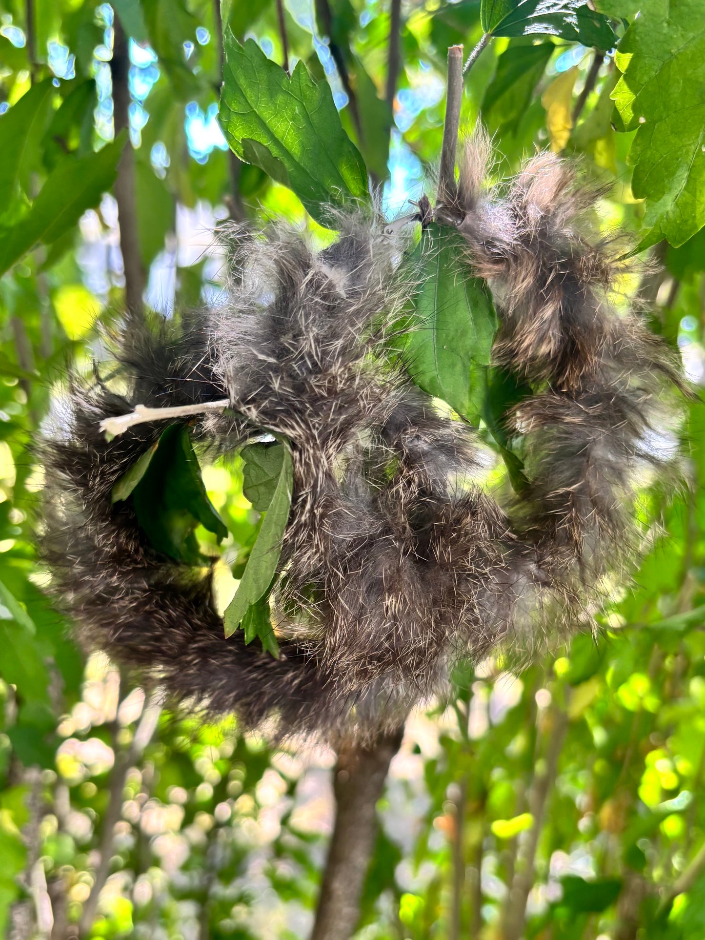 Rabbit Fur Hoops